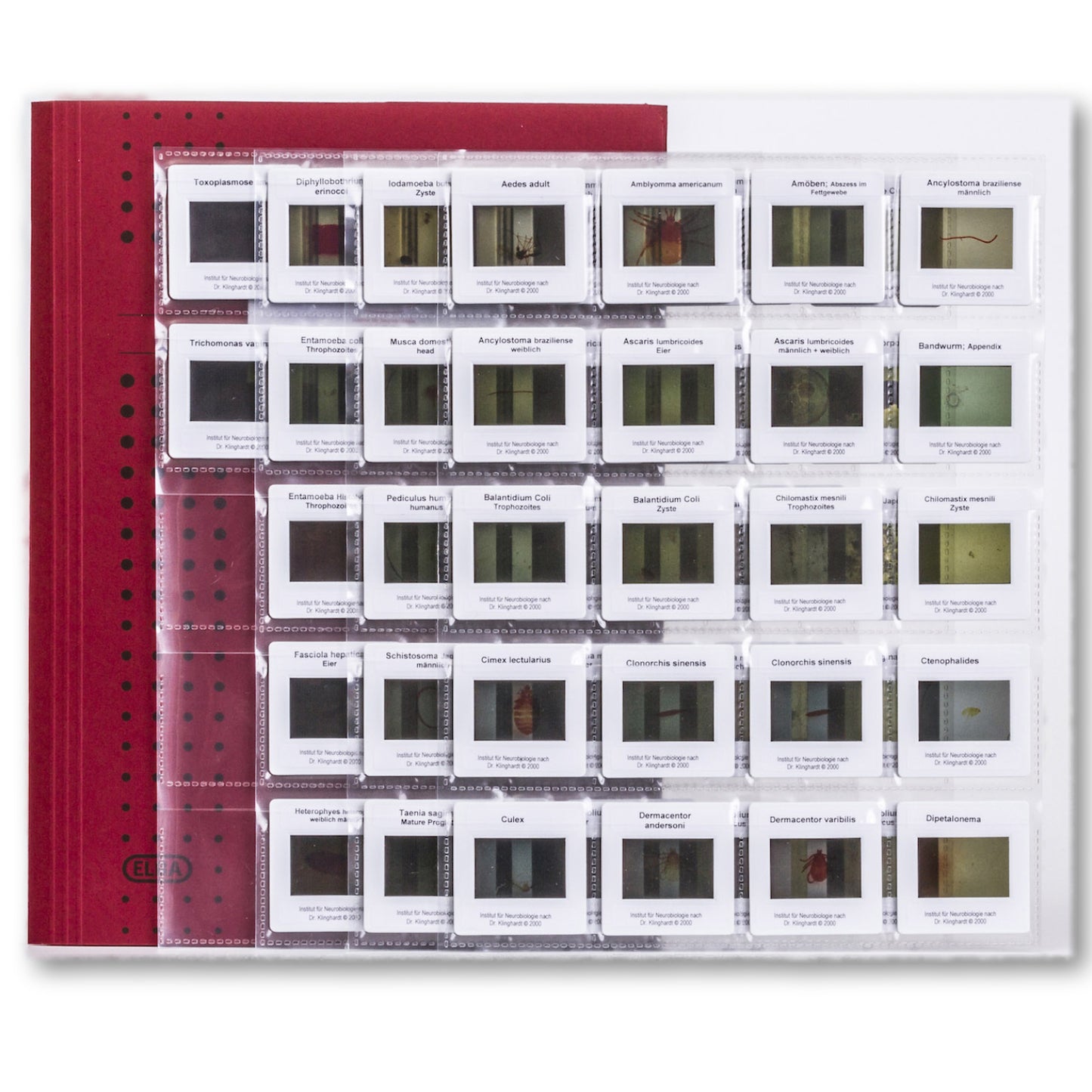 Slide test kit, parasites according to Dr. Klinghardt