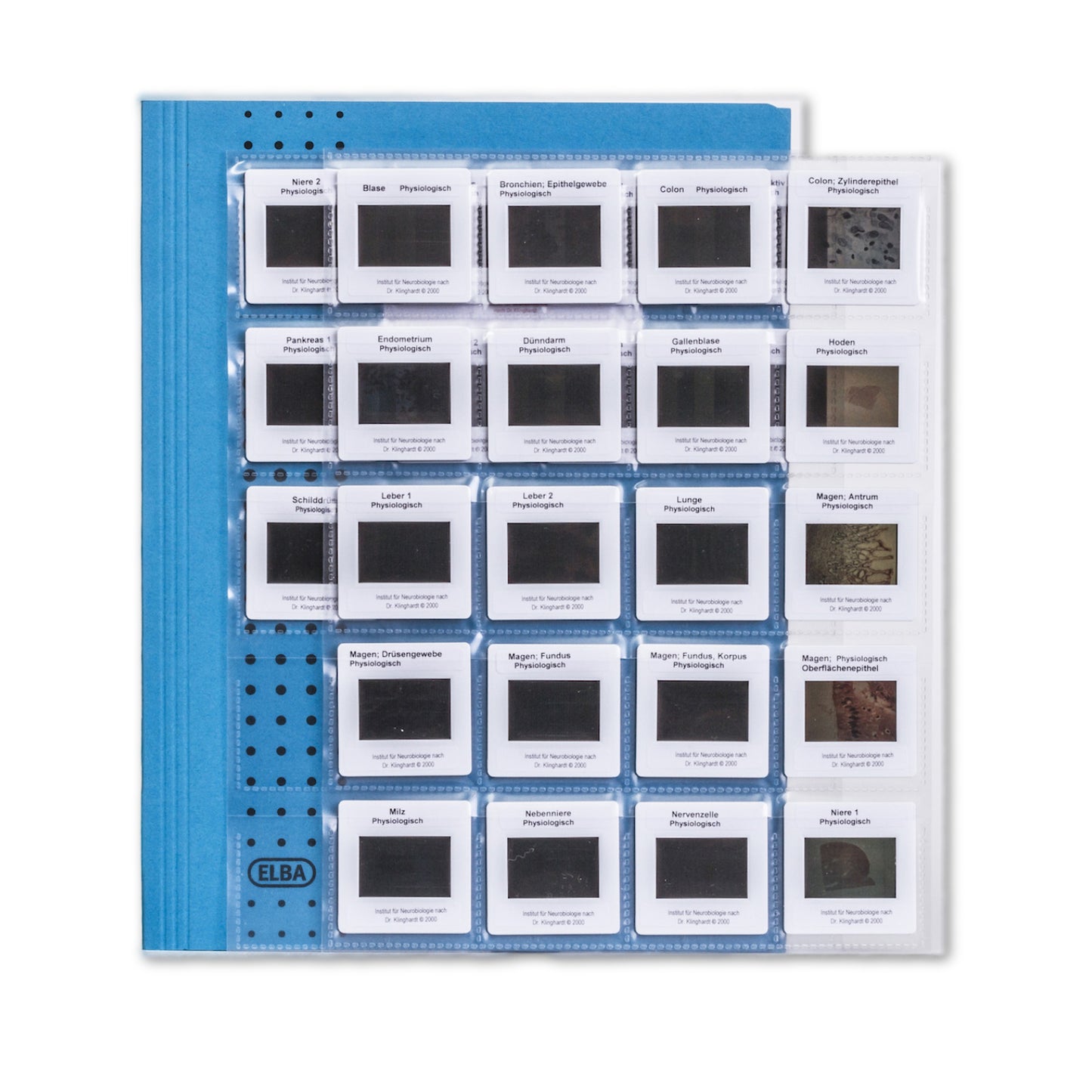 Slide test kit, physiological tissue